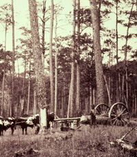 Loggers collecting naval stores in LL Forest with oxen