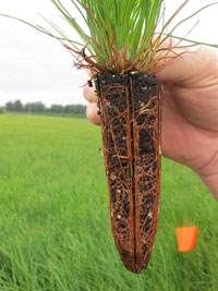 Longleaf seedling